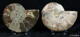 Inch Cut/Polished Ammonite #3026-1